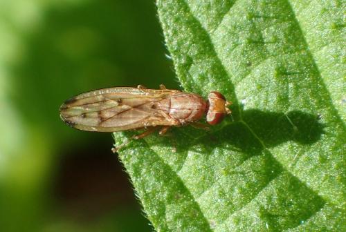 Opomyza florum